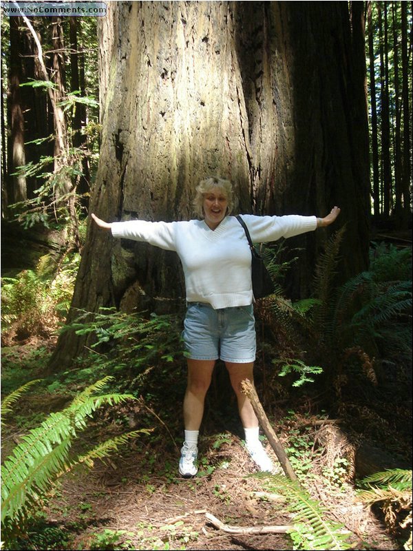 California Red Woods Forest Sequoia.JPG