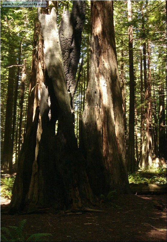 California Red Woods Forest Sequoias 2.JPG