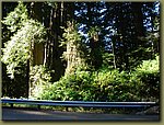 California Red Woods Forest.JPG