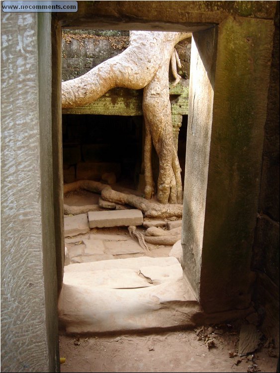 Ta Prohm Temple - root of all evils ;).JPG