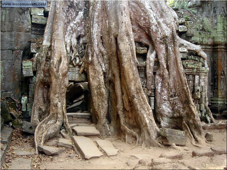 Ta Prohm Temple - roots over temple entrance.JPG