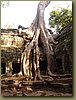 Ta Prohm Temple - natural and man made beauty united.JPG