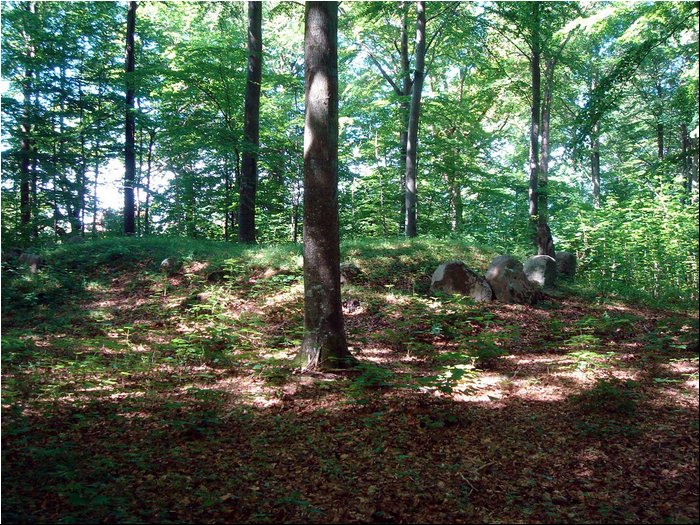 Ringsted Birger forest 05.JPG
