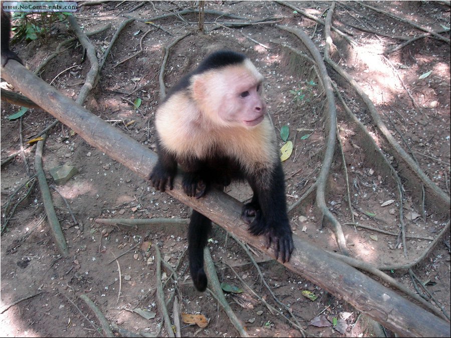 Honduras Peeing monkey.JPG
