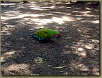 Honduras - why does parrot cross the road.JPG