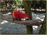 Honduras Parrot.JPG