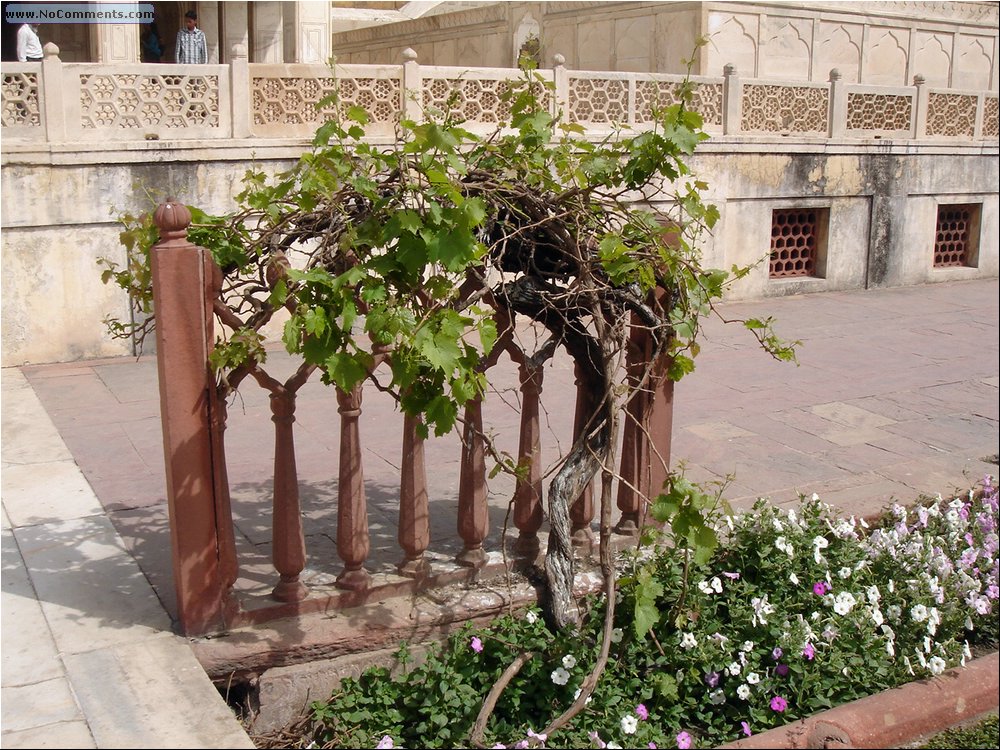 Red Fort grapes.JPG