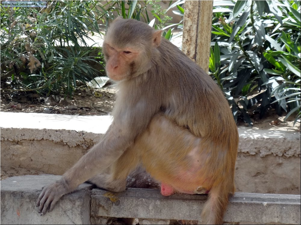 Jaipur Monkey Temple 01.JPG