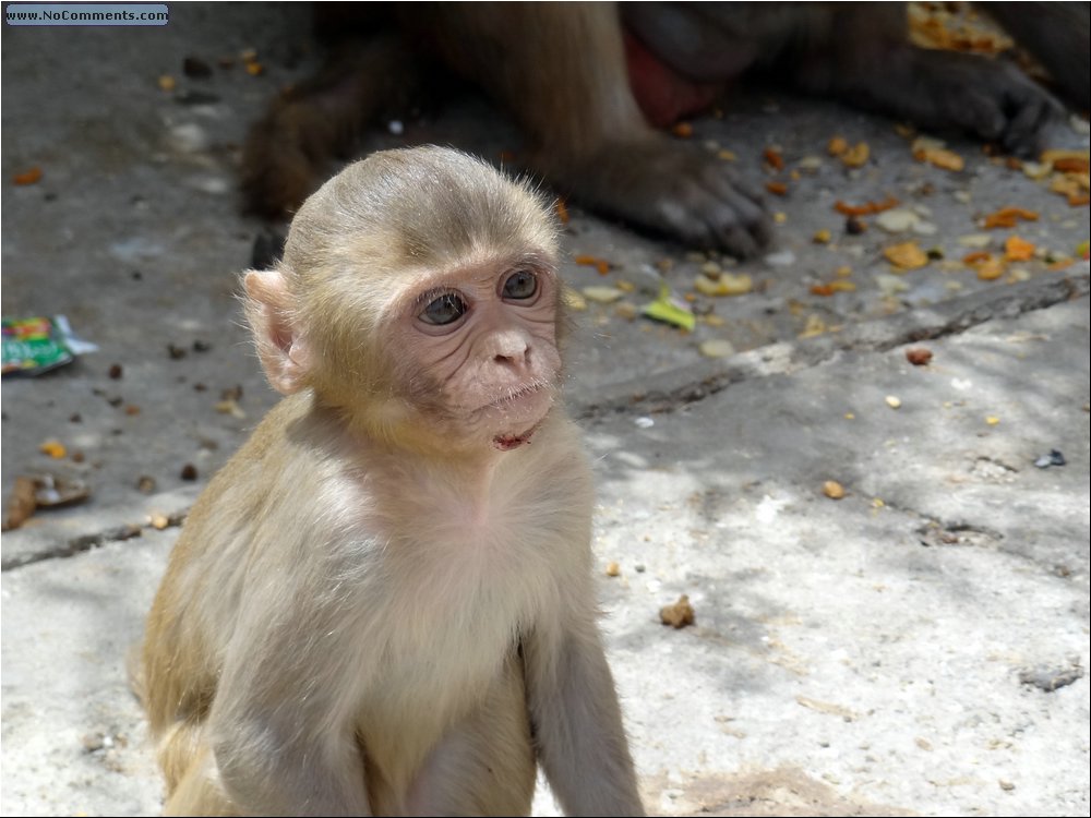 Jaipur Monkey Temple 05.JPG