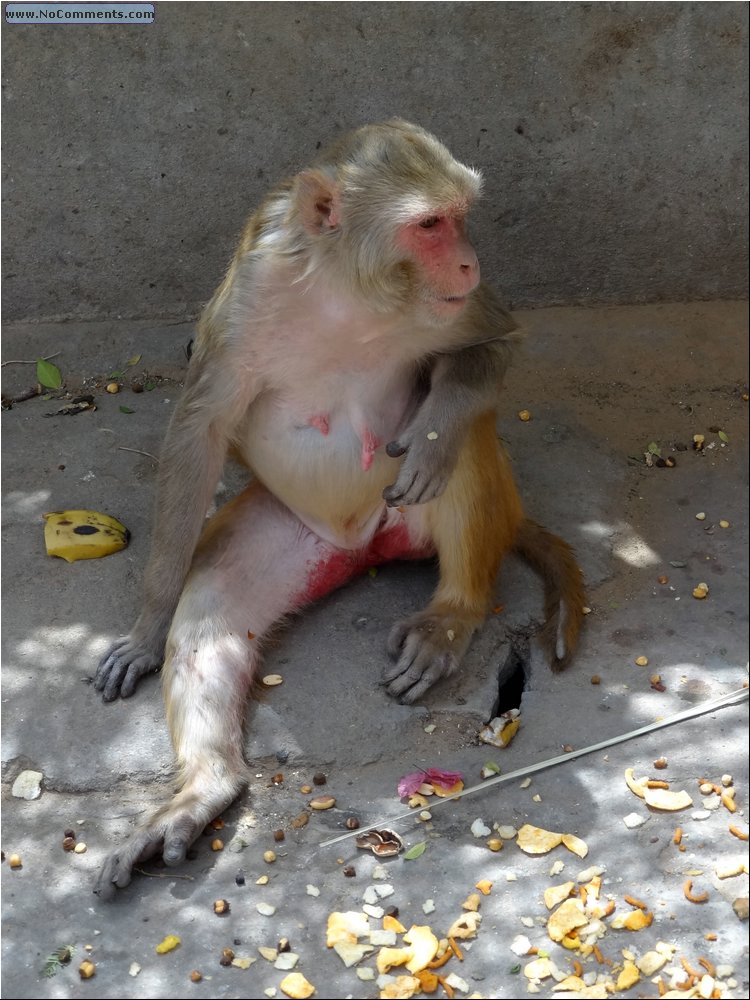Jaipur Monkey Temple 06.JPG