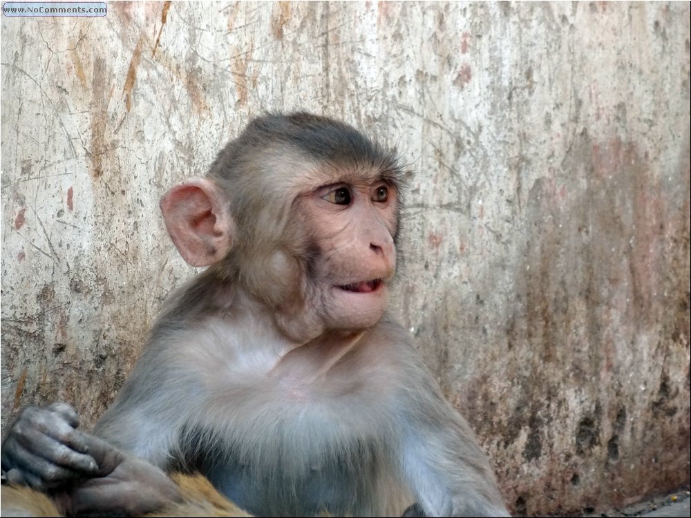 Jaipur Monkey Temple 08.JPG