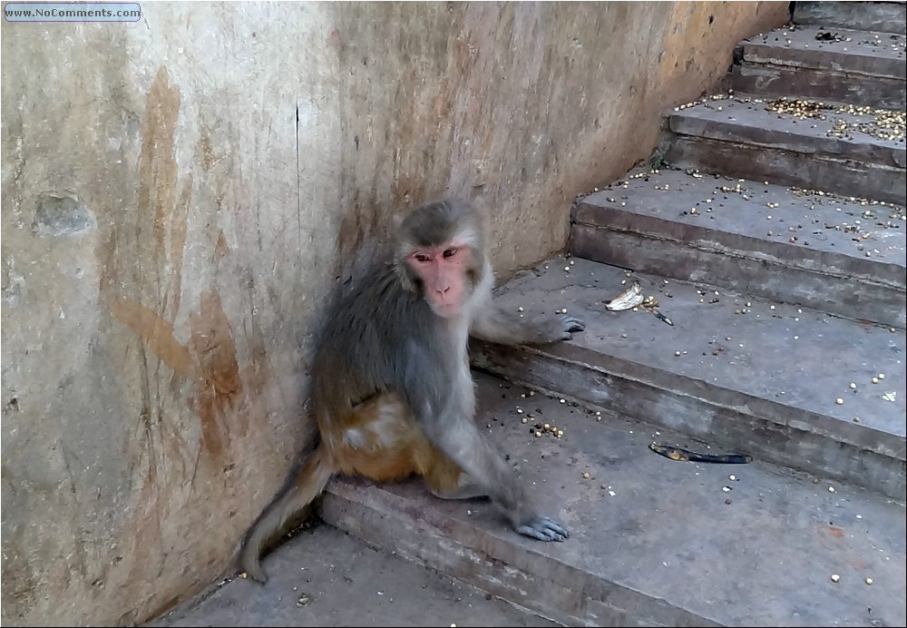 Jaipur Monkey Temple 09.JPG