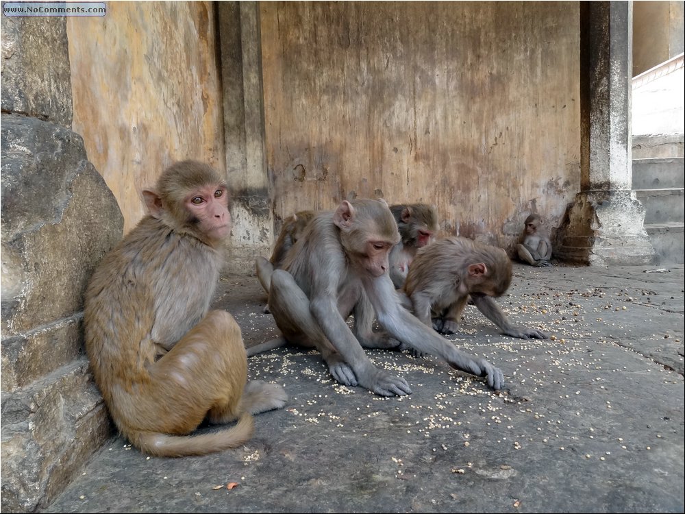Jaipur Monkey Temple 13.JPG