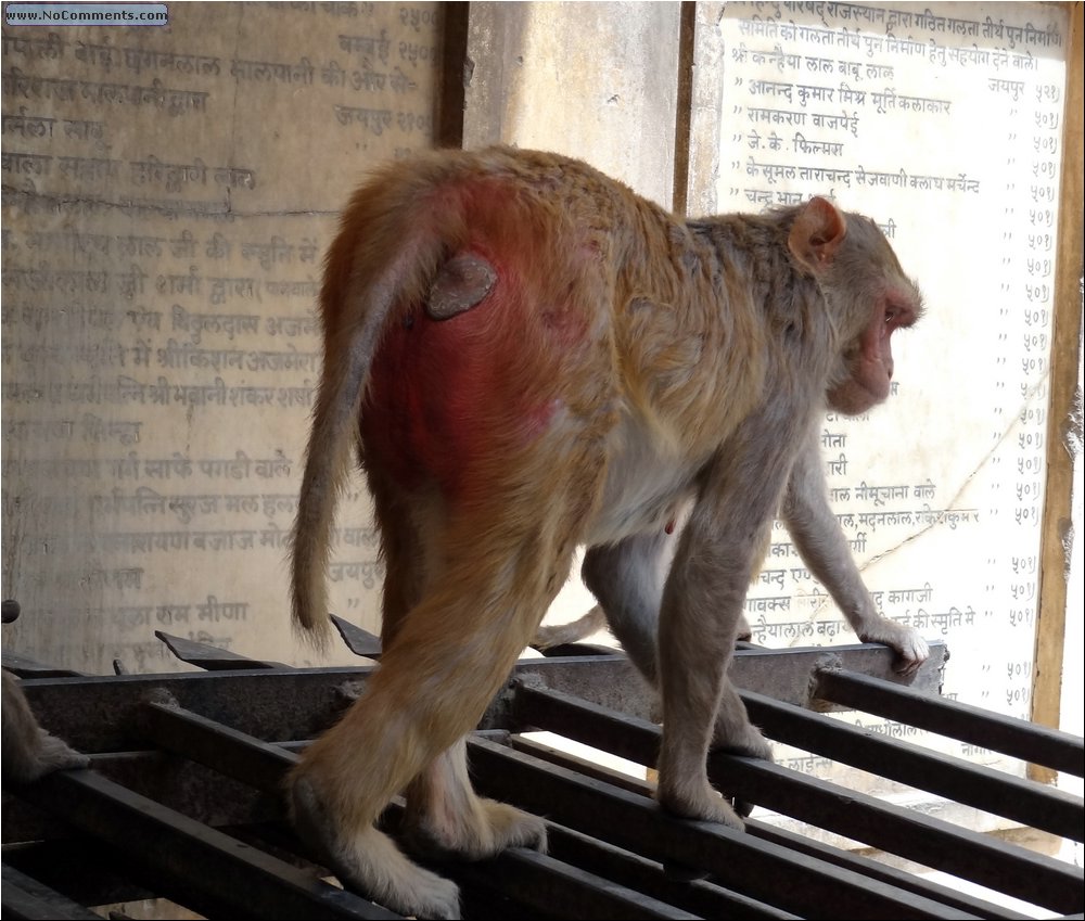 Jaipur Monkey Temple 15.JPG