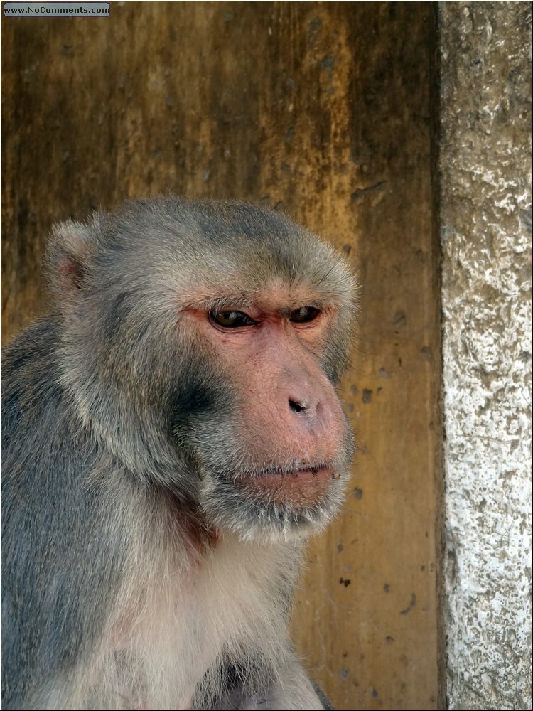 Jaipur Monkey Temple 17.JPG