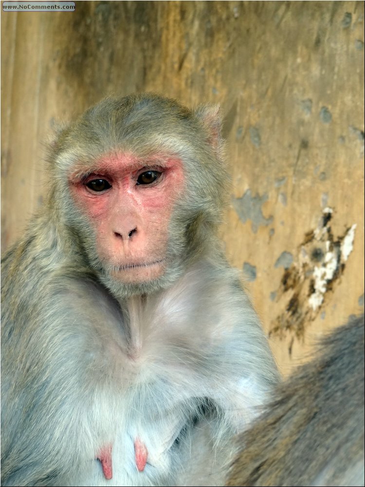 Jaipur Monkey Temple 19.JPG