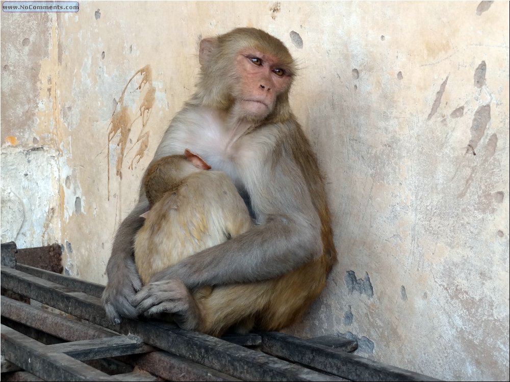 Jaipur Monkey Temple 21.JPG