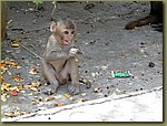 Jaipur Monkey Temple 02.JPG