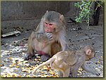 Jaipur Monkey Temple 03.JPG