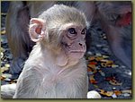 Jaipur Monkey Temple 04.JPG