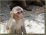 Jaipur Monkey Temple 05.JPG