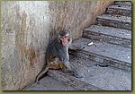 Jaipur Monkey Temple 09.JPG