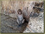 Jaipur Monkey Temple 14.JPG