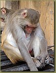 Jaipur Monkey Temple 16.JPG