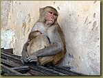 Jaipur Monkey Temple 21.JPG
