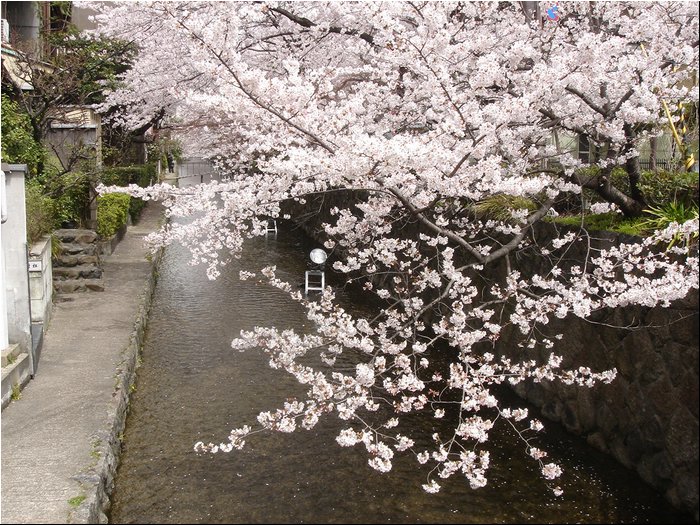 Kyoto Cherry Blossoms 1.JPG