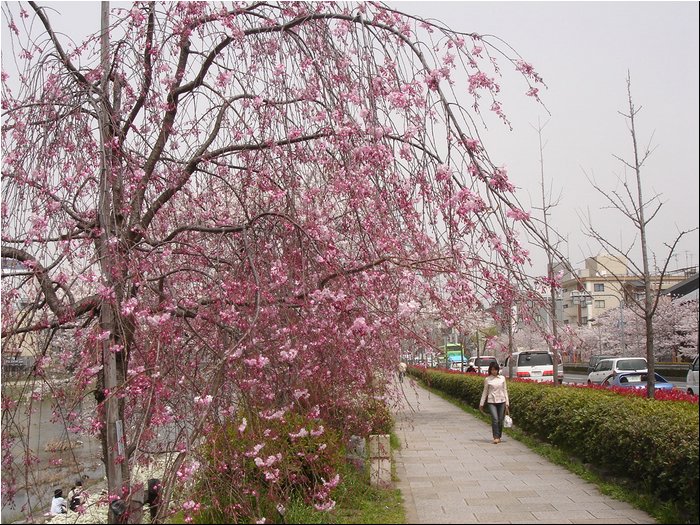 Kyoto Cherry Blossoms 2.JPG