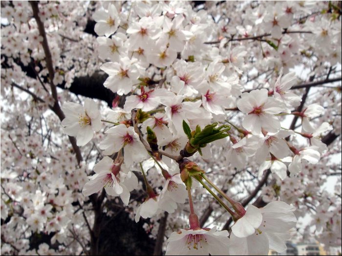 Kyoto Cherry Blossoms 4.JPG
