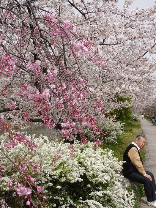 Kyoto Cherry Blossoms 5.JPG