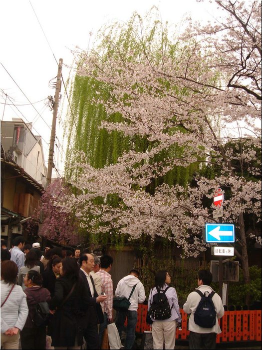 Kyoto Cherry Blossoms 6.JPG