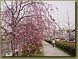 Kyoto Cherry Blossoms 2.JPG