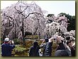 Kyoto Imperial Gardens 3.JPG