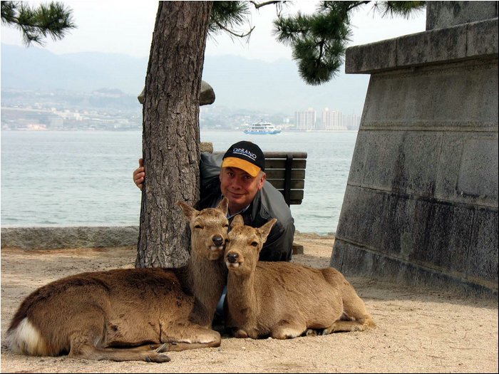 Miyajima deers in love 1.jpg