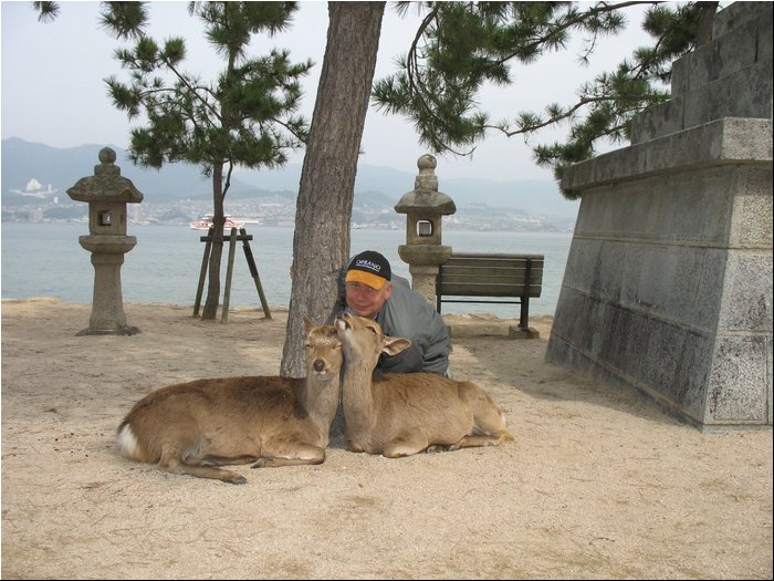 Miyajima deers in love 2.jpg