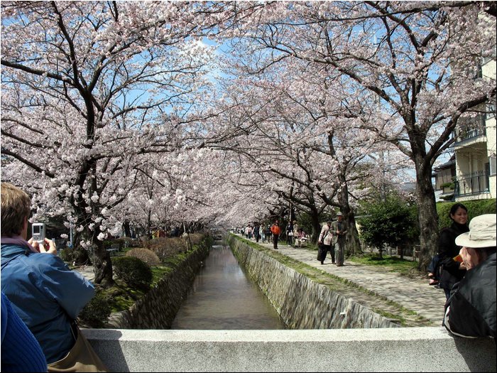 Nara Cherry blossoms 2a.jpg