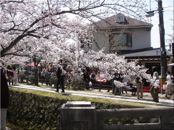Nara Cherry blossoms.JPG