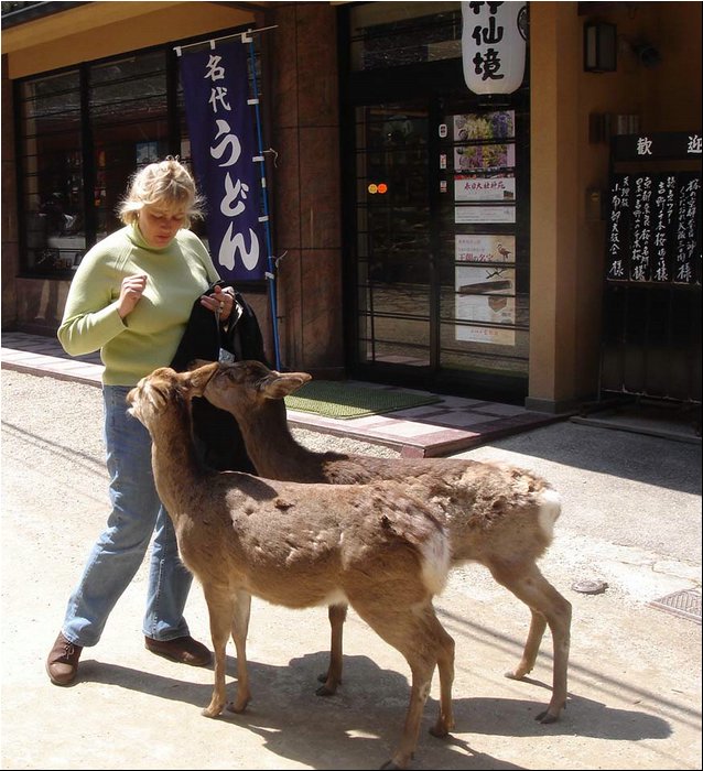 Nara deers.JPG