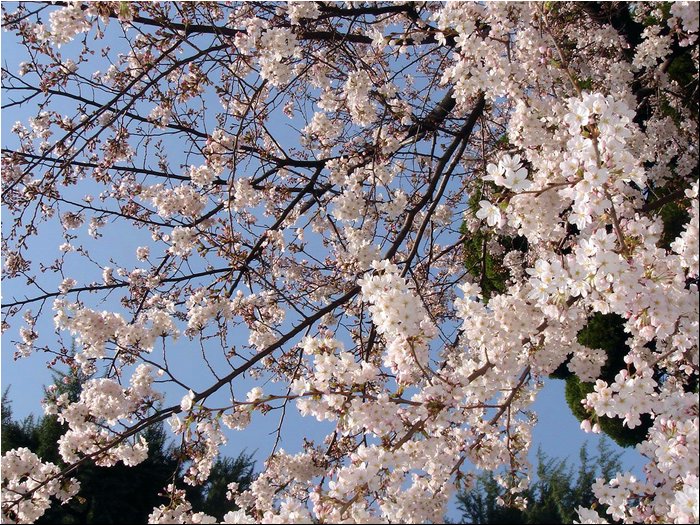 Asakusa Sakura 2.JPG