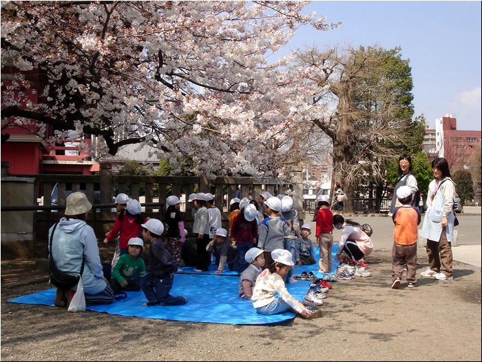 Asakusa Sakura 4.JPG