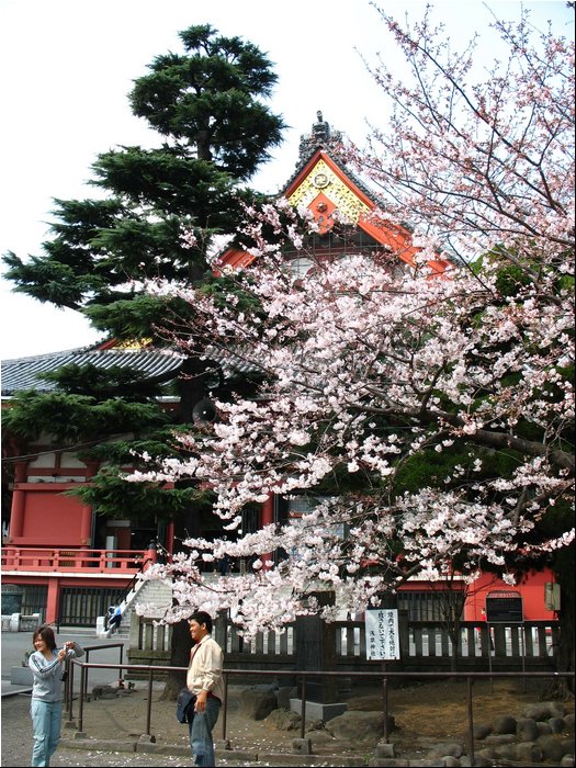 Asakusa cherry blossoms 2.jpg