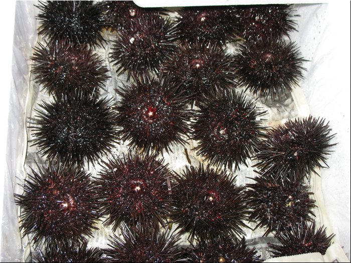 Fish market - sea urchins.jpg