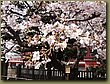 Asakusa Sakura 3.JPG