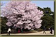 Tokyo Imperial garden 1.JPG