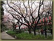 Tokyo Ueno Garden 6.jpg
