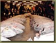 Tokyo tuna auction 3.JPG