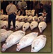Tokyo tuna auction 4.JPG